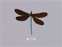 藏品(白痣珈蟌)的圖片